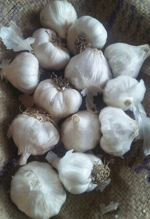 Organic Garlic